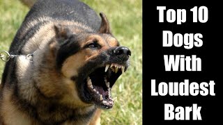 Top 10 Dogs With Loudest Bark ( Unexpected ! )