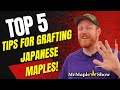 Top 5 Tips for Grafting Japanese Maples! From MrMaple.com | How to do Plant Propagation!