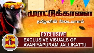 EXCLUSIVE Visuals of AVANIYAPURAM Jallikattu | Thanthi TV