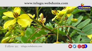 Telugu Health Tips| Health Benefits of Sonamukhi plant | Indian Senna