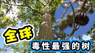 The 5 most toxic trees in the world！