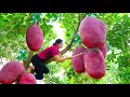 Harvesting Red Jackfruit - Make Jackfruit Sticky Rice Goes to the market sell - Alma Daily Life