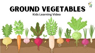 Root Vegetables | Kindergarten learning videos | Preschool classes #vegetables #education #learning