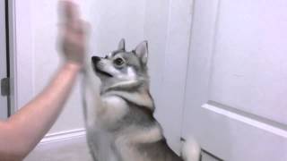 High fives with Kobi the Alaskan Klee Kai