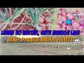 Bawang Merah Siap Panen 1 Minggu lagi Bima NTB|||