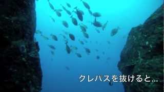 硫黄島のマグロ艦隊！　〜Diver's Guide SUNS 〜