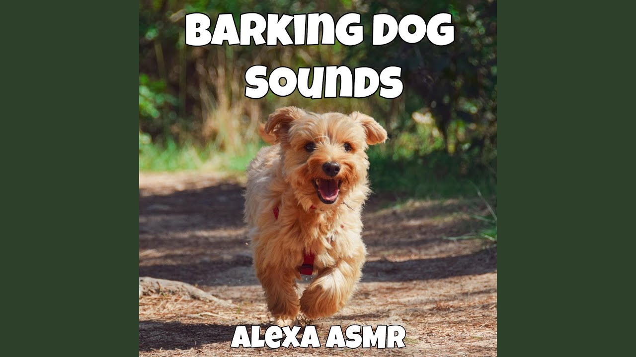 Barking Dog Sounds Youtube Music