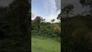 Amazon Rainforest Village in Iquitos, Peru