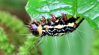 モグモグと葉を食べるフクラスズメの幼虫