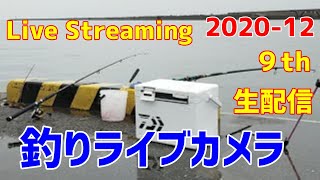 岩船港より釣り生配信！12月としては、たくさんの魚が釣れました！小雨が降る中の生配信でしたが、たくさんの方が視聴していただき感謝です！Live steaming