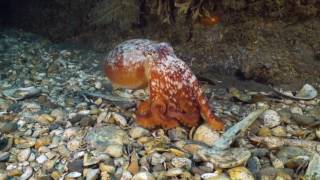 Duikers onderzoeken Nederlands’ meest afgelegen natuurgebied met spectaculaire resultaten