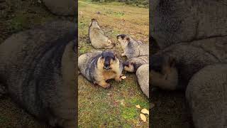 Cute Wild animal bobak marmot eating cookies yummy 91