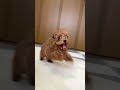 子犬に追いかけられる動画です💨　 トイプー トイプードル 犬