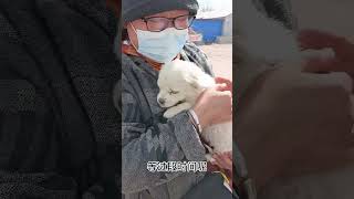 流浪動物救助老姜：百只流浪動物領養計劃，這個是第十五只#shorts