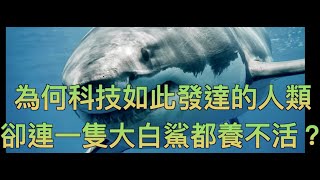 為何全世界水族館從來都沒有大白鯊？