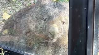 【wombat】ウォンバットのフクちゃんぼんやり(五月山動物園)