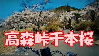 高森峠千本桜