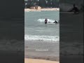 Large shark spotted near swimmers at Sydney beach, prompting closure