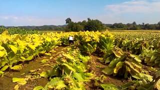 Cutting tobacco burley in Kentucky