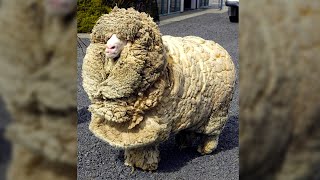 This sheep was on a mission