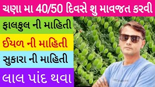 ચણા માં 40 50 દિવસે શું માવજત કરવી#ચણામાં વધારે ઉત્પાદન લેવા માટે ની માહિતી#