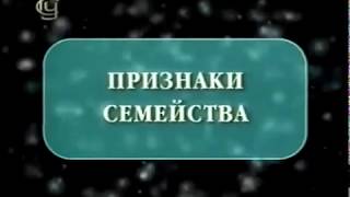 Семейство Бобовых.