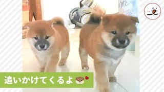 一緒に遊んでほしいワン！🐶 モフモフで丸っこい子柴たちに追いかけられて😍 【PECO TV】