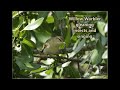 Willow Warbler singing and while gleaning insects from the tree canopy