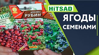 Почему не надо сажать ягоды семенами 🍓 Как выращивать ягоды СЕМЕНАМИ