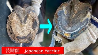 馬の削蹄　ウマのつめ切り　〜装蹄師　　japanese farrier〜