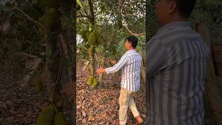 Allot of jackfruit