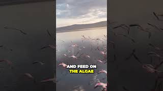 Flamingo Paradise Discover the Deadliest Lake on Earth