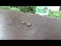 蚂蚁搬食物 食べ物を移動蟻 螞蟻搬食物 ants move food formicae movere cibum las hormigas se mueven los alimentos