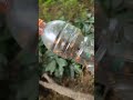 어설픈 말벌 트랩이지만 효과만점it s a clumsy wasp trap but it s only effective