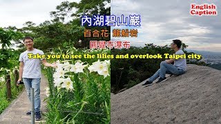 Travel in Taiwan guide, Take you to see the lilies and overlook Taipei city