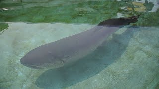 魚津水族館のチョウザメとイトウ　Huge sturgeon and Ito Uozu Aquarium