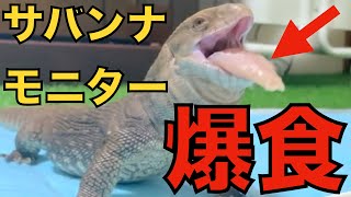 【サバンナモニター】捕食！ 飼育しているオオトカゲに豪快な餌やりすると... Savannah Monitor