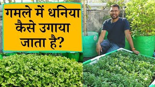 गमले में धनिया कैसे उगाया जाता है? बीज लगाने से लेकर काटने तक How to grow coriander at home in hindi