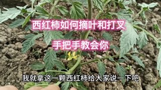 西红柿如何摘底叶、怎么打叉？一个视频全都教会你，看后就懂了