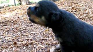 Rottweiler puppy howling