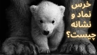 خرس نماد و نشانه چیست؟(خواب، فال قهوه و تتو)#فالوور #فال #قهوة #animals#bear