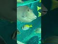 shorts 箱根園水族館にて　2022年12月11日