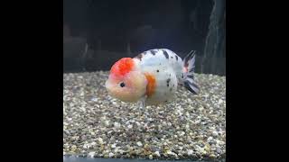 極上　江戸錦　13cm #金魚 #らんちゅう #goldfish