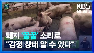 [글로벌K] 코펜하겐대학교의 연구팀 “돼지 ‘꿀꿀’에 감정 담겼다…소리 7천여 건 해독” / KBS  2022.03.08.