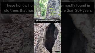 How tree holes are formed ?#treehouse #tree #holes #treehouses