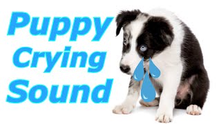 Puppy Crying Sound ~ Dog Crying Sound  to Stimulate Your Dog #dogcrying,#prankyourdog #prankmydog