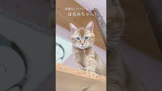 はるみちゃん　#もりねこ #保護ねこ #cat #保護ねこカフェ #岩手 #盛岡 #ずっとのおうち募集中