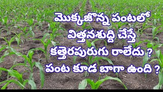 How to seed treatment in maize | Mokkajonna panta ki vittanasuddi | How to control fallarmy worm |