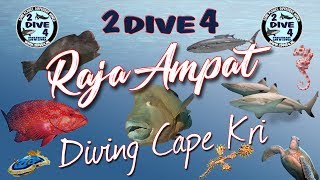 Raja Ampat - Diving Cape Kri with Papua Divers (2dive4)