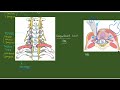 성상신경절 차단술 sgb _ 안면통증 에 효과적인 치료~ 대상포진후 신경통 두통 crps 교감신경차단술